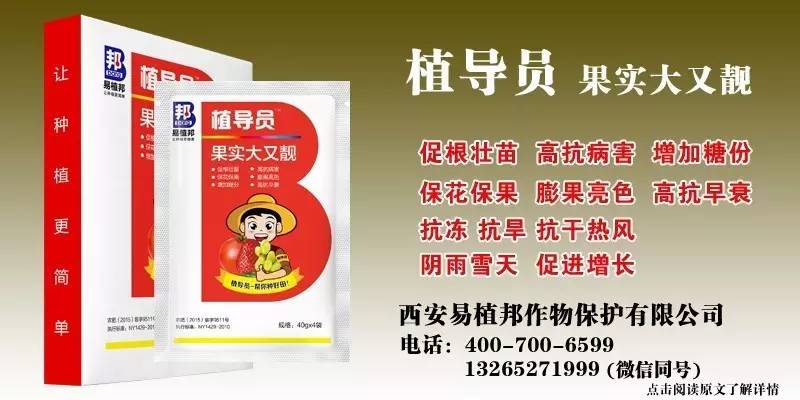 澳門王中王100%期期中一期,澳門王中王100%期期中一期，揭秘彩票背后的秘密與探索成功之道
