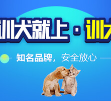 7777788888管家婆狗082期 16-25-29-32-45-47X：37,探索數(shù)字奧秘，管家婆狗的秘密與數(shù)字游戲