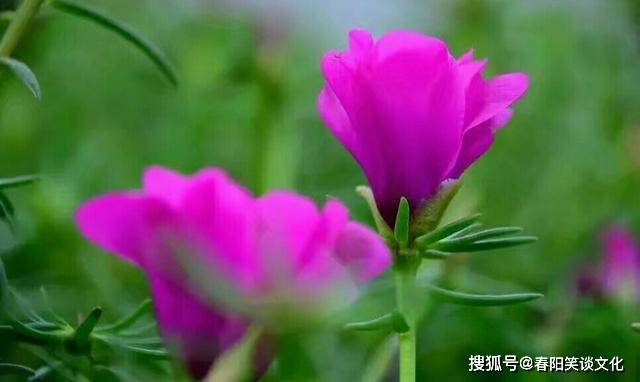 管家婆一碼一肖最經(jīng)典的一句039期 04-21-22-29-34-45X：29,管家婆一碼一肖經(jīng)典預(yù)測(cè)，聚焦039期之獨(dú)特洞察
